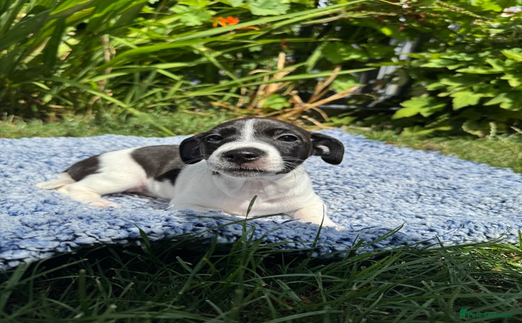Jack Russell dogs - Advert 3