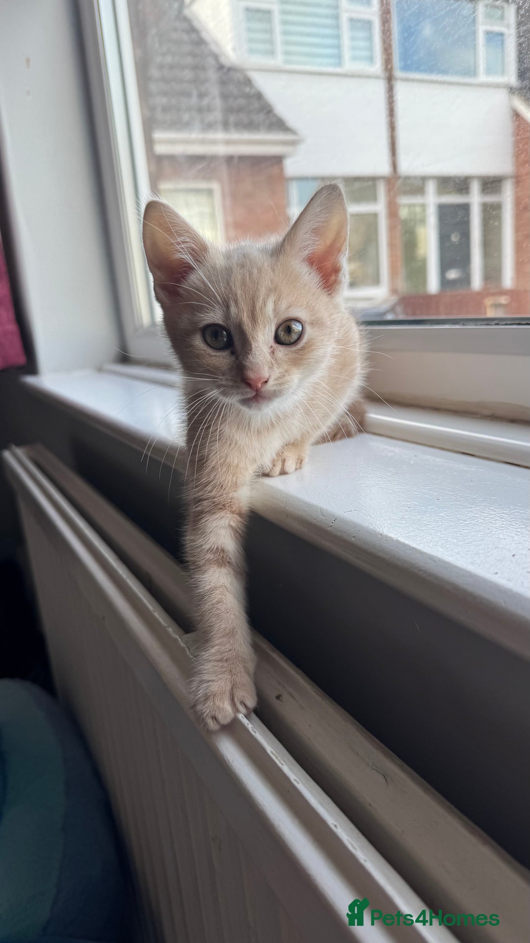 Mixed Breed cats for sale: 3 adorable kittens for sale  - Advert 12