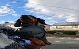 Miniature Dachshund dogs for sale: Beautiful girl dachshund - Image 4