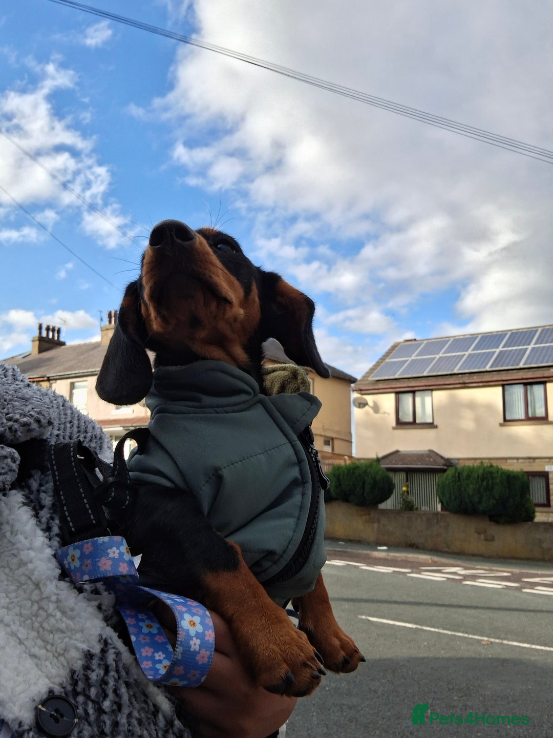 Miniature Dachshund dogs for sale: Beautiful girl dachshund - Image 4