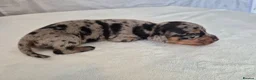 Miniature Dachshund dogs for sale: 🖤 Stunning Miniature Dachshunds 🖤 - Advert 13