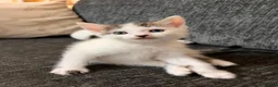 Domestic Shorthair cats for sale: Beautiful kittens ready for their forever homes 🩷 - Advert 11