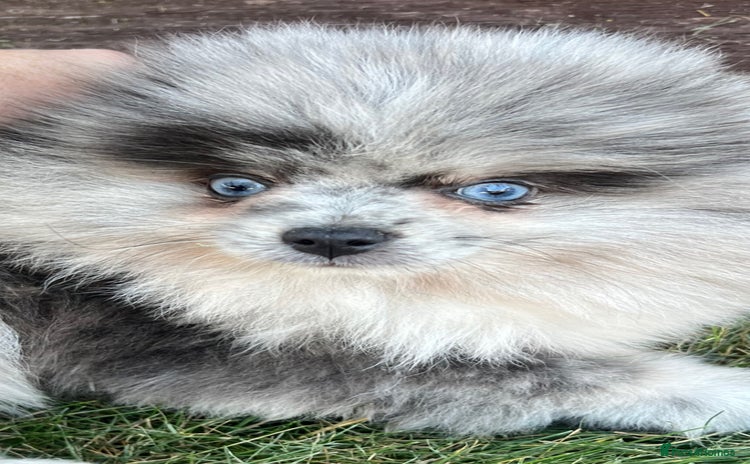 Pomeranian dogs - Advert 6