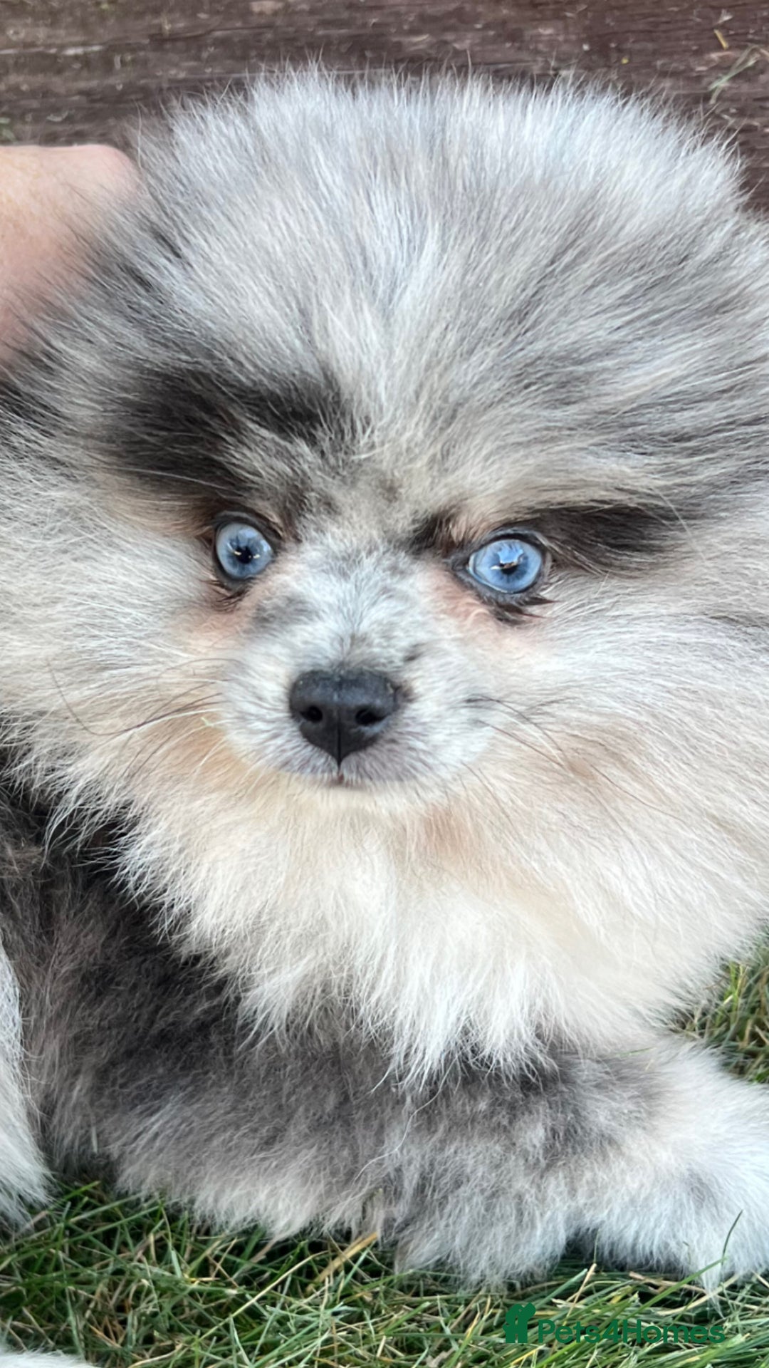 Pomeranian dogs for sale: ‼️💙QUALITY TEDDY BEAR MEARLE POMERANIAN💙 ‼️ - Image 1