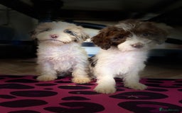 Cockapoo dogs for sale: Cockapoos ready now  - Image 30
