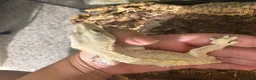 Lizard reptiles for sale: Lilly white Male to go in Basildon - Advert 2