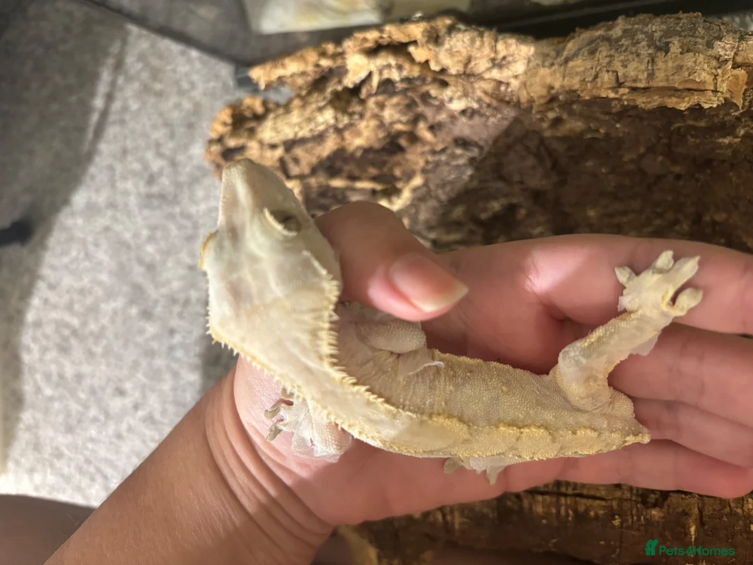 Lizard reptiles for sale: Lilly white Male to go in Basildon - Advert 2