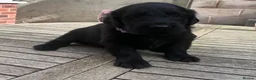Flat coated Retriever dogs for sale: KC Registered Flatcoated Retriever Pups for Sale in Rhyl - Advert 3