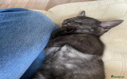 British Shorthair cats for sale: Uniquely- coloured Black & Grey Kitten - Image 6