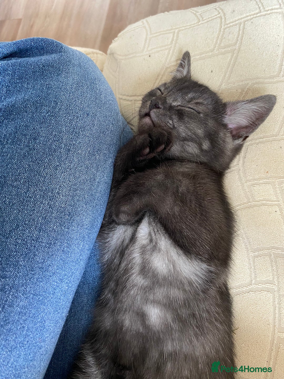 British Shorthair cats for sale: Uniquely- coloured Black & Grey Kitten - Image 6