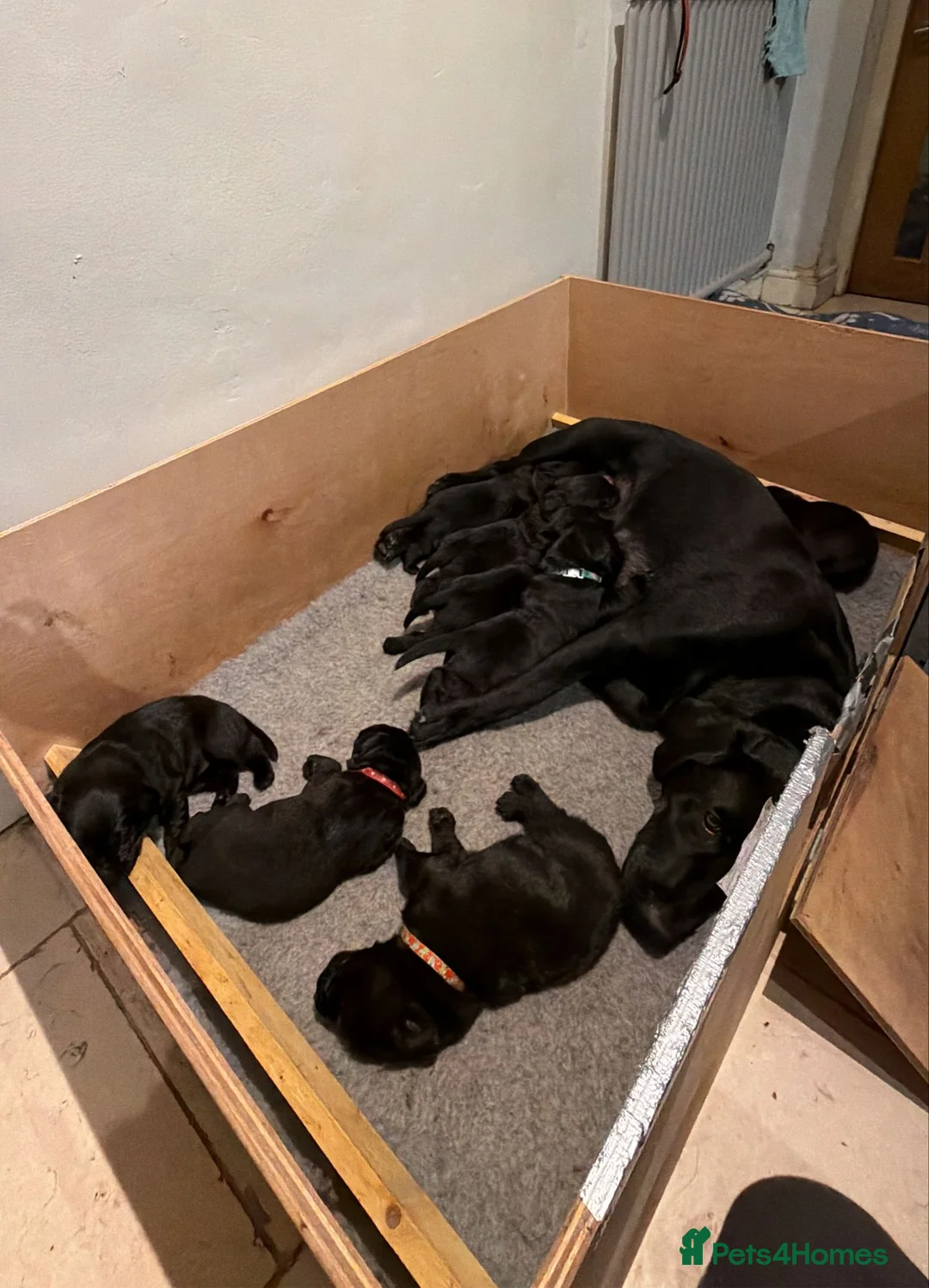 Labrador Retriever dogs for sale: 8 beautiful chunky black KC registered puppies - Advert 17