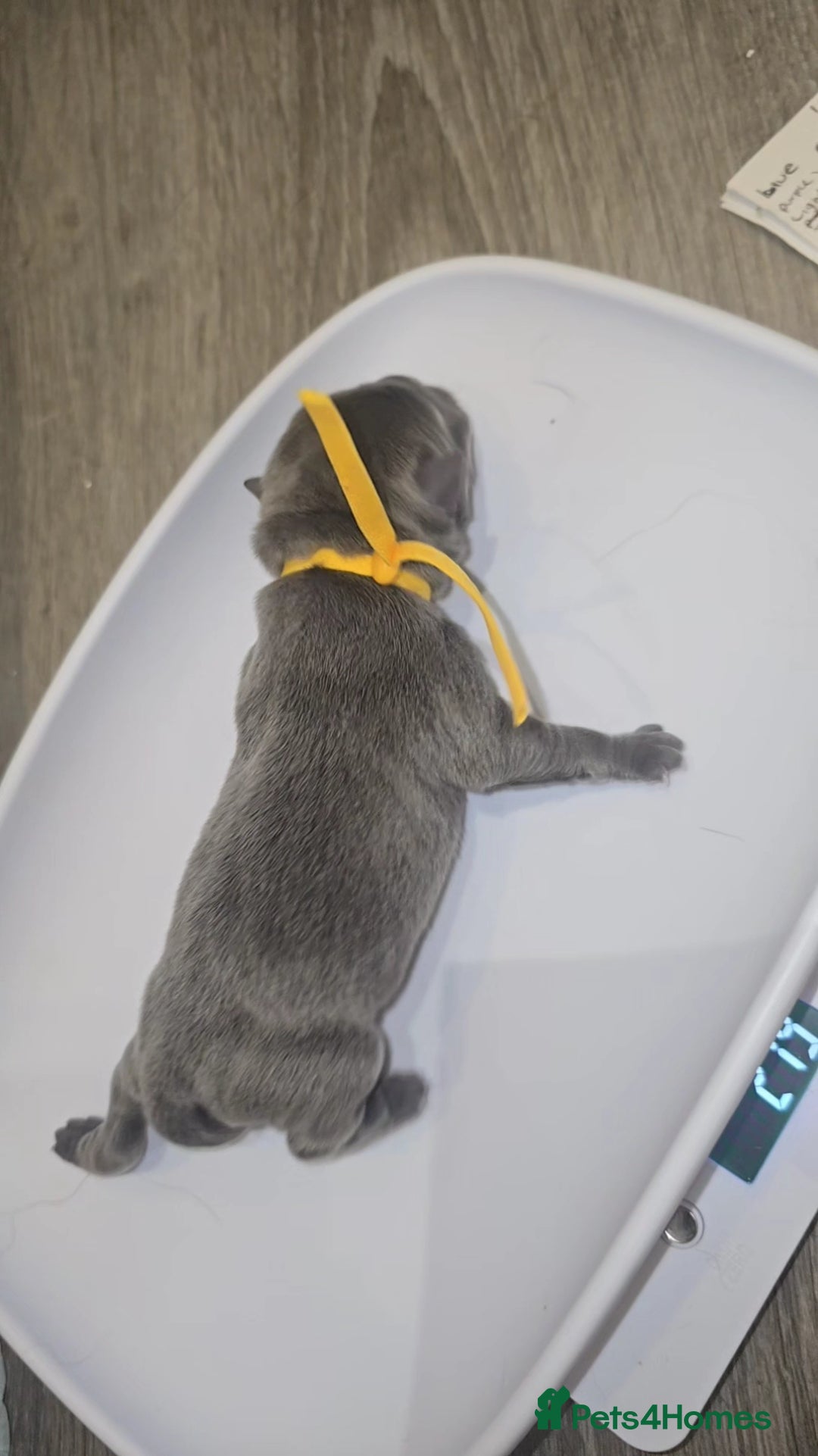 Mixed Breed dogs for sale: Chaffy puppies - Image 14