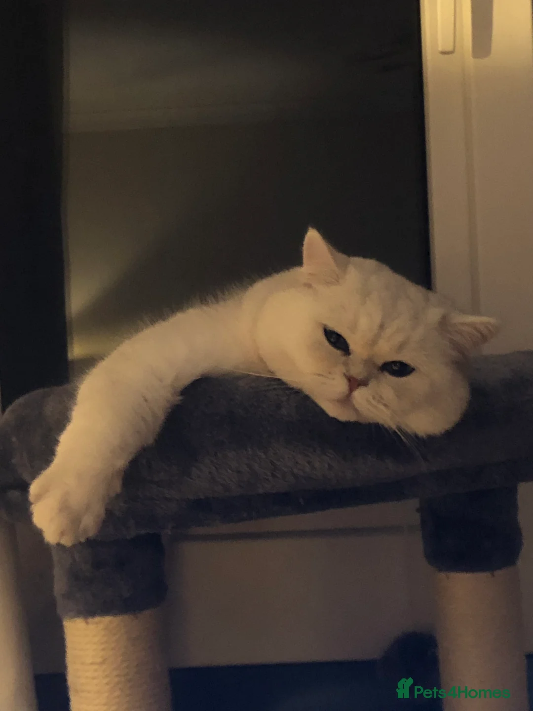 Exotic cats for sale: Very calm exotic  - Advert 6