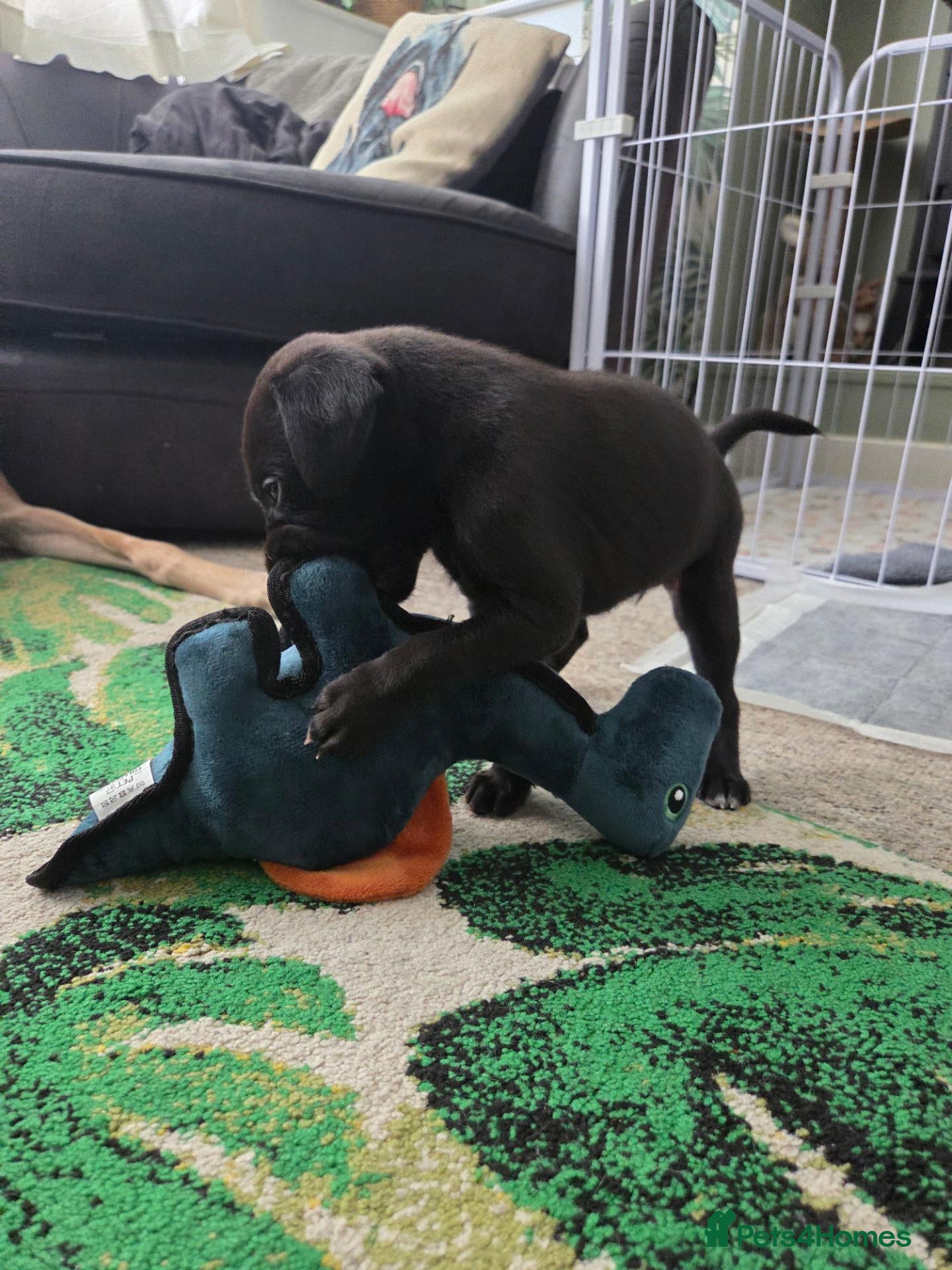 Mixed Breed dogs 🐾 Labrador × Whippet Puppies! 🐾 - Advert 2