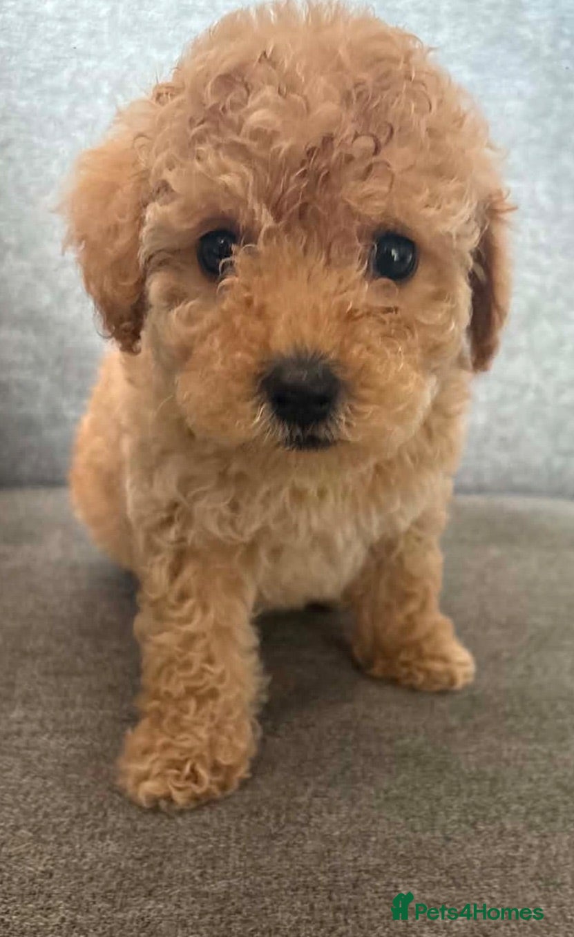 Cavapoo dogs Luxury toyf1b  Cavapoo  - Advert 13