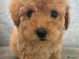 Cavapoo dogs Luxury toyf1b Cavapoo - Advert 13
