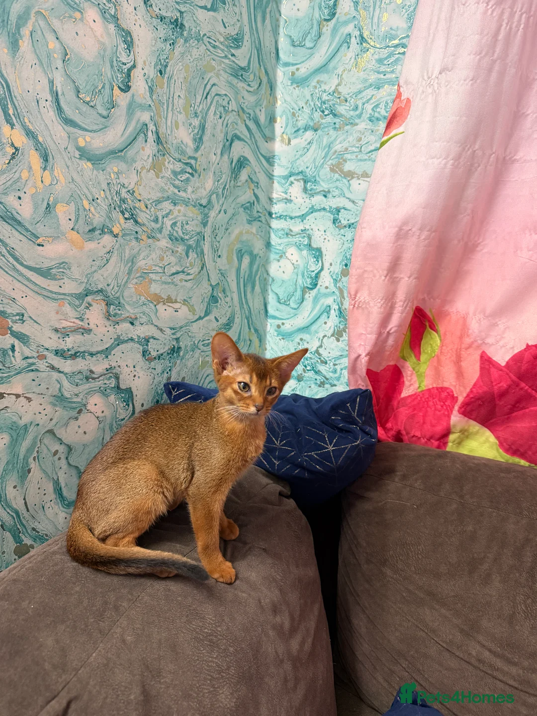 Abyssinian cats for sale: Ready for a new home - Advert 11
