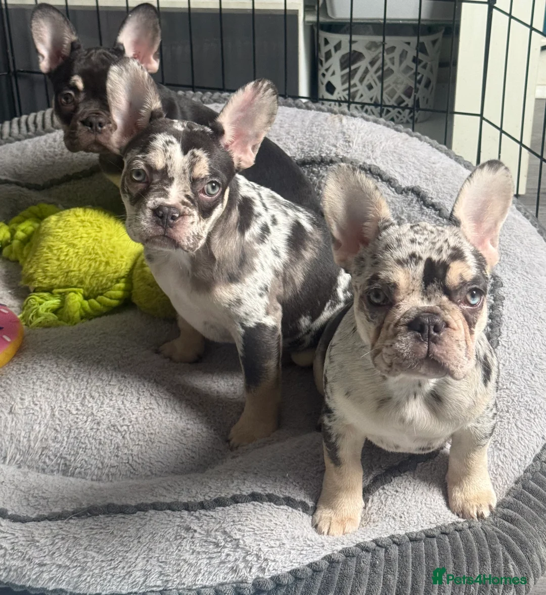 French Bulldog dogs for sale: ✨PRICE DROP!🐾3 Beautiful French Bulldog Puppies🐾 - Advert 3