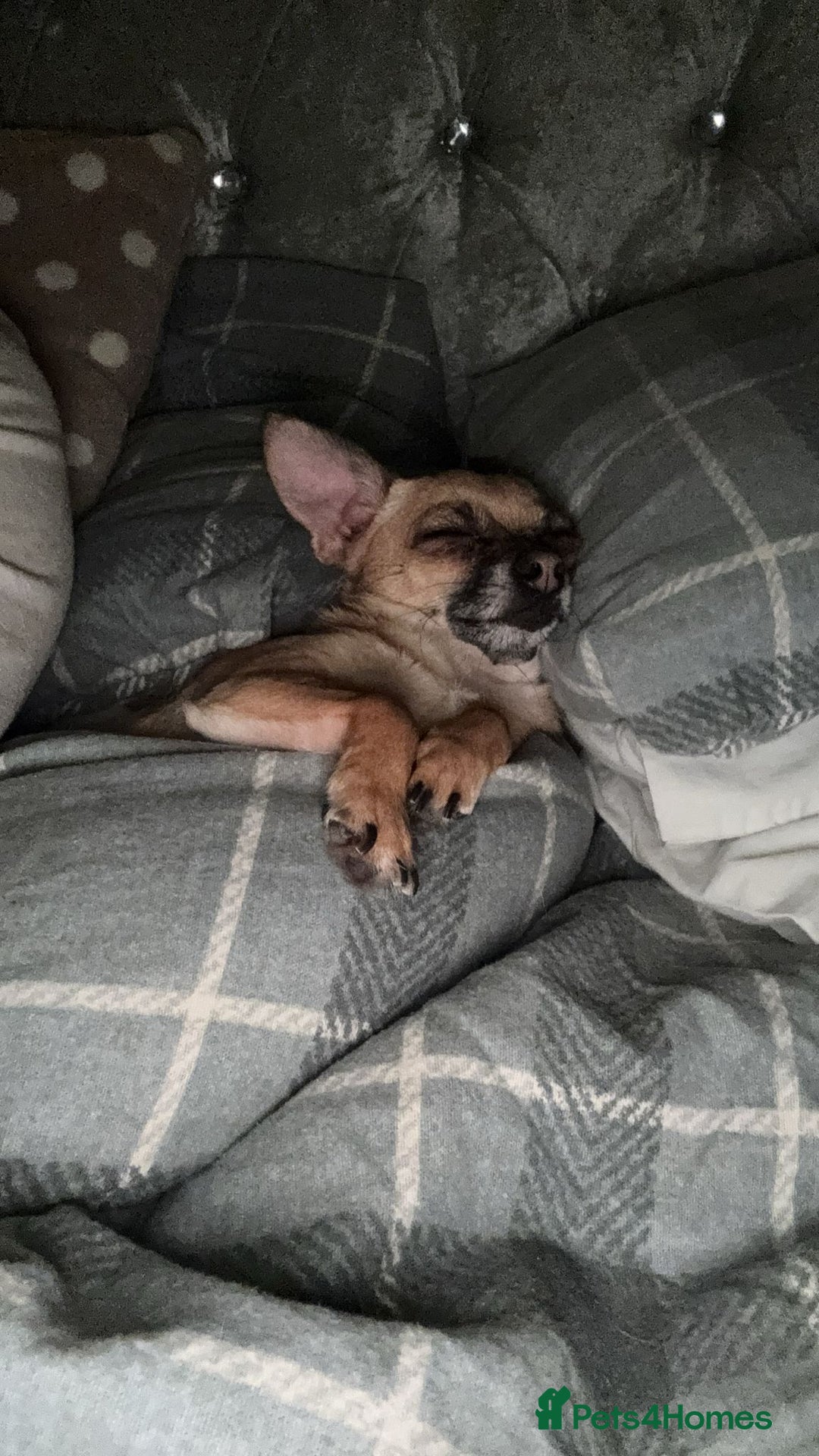 Chihuahua dogs for sale: Bagel is looking for her forever home ❤️ in Leicester - Image 11