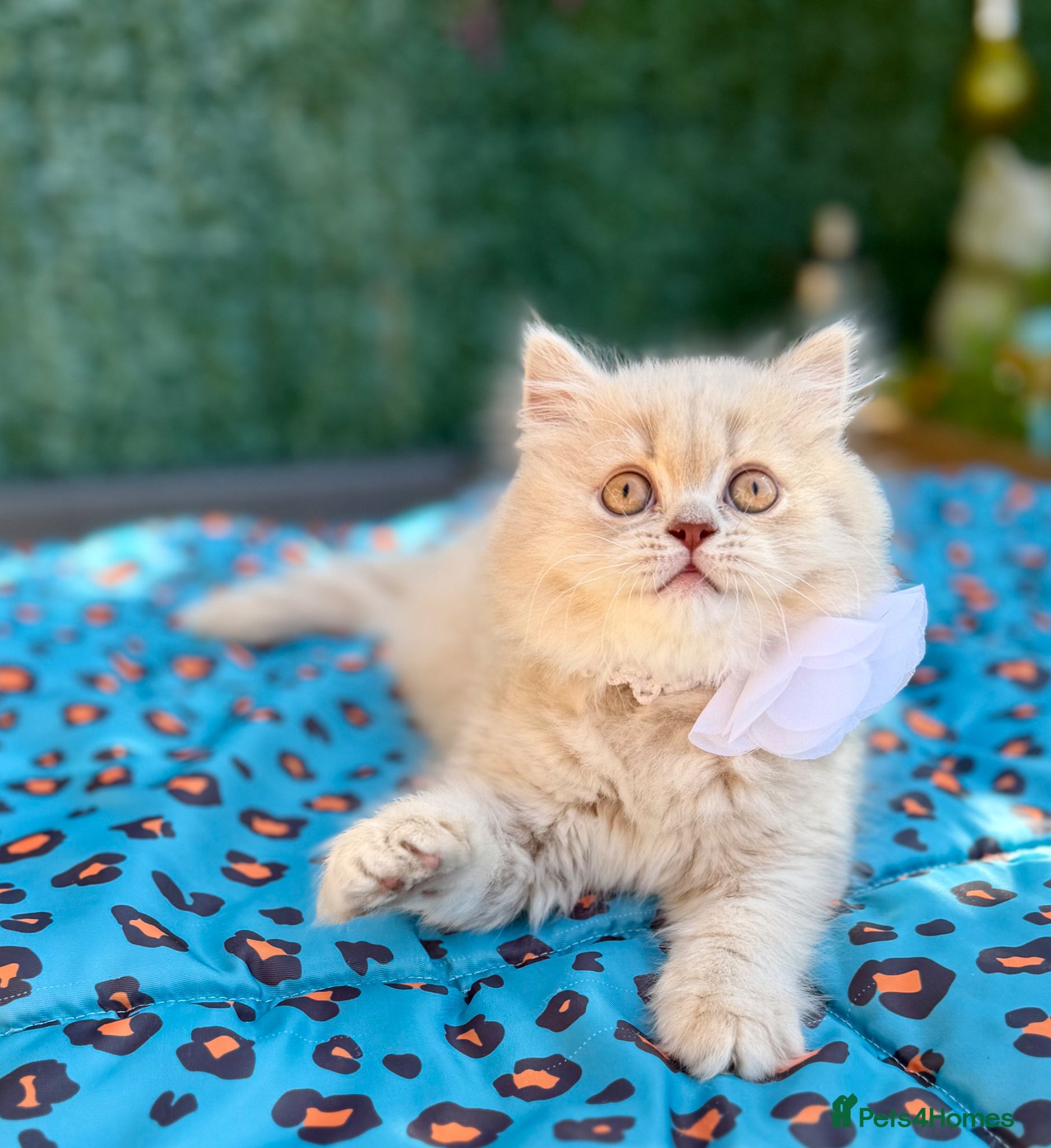 British Longhair cats 🎀Last longhair girl available from this litter.  - Advert 1