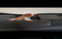 Cavalier King Charles Spaniel dogs for sale: Kennel club reg dna cavalier pups fully vaccine  - Image 10