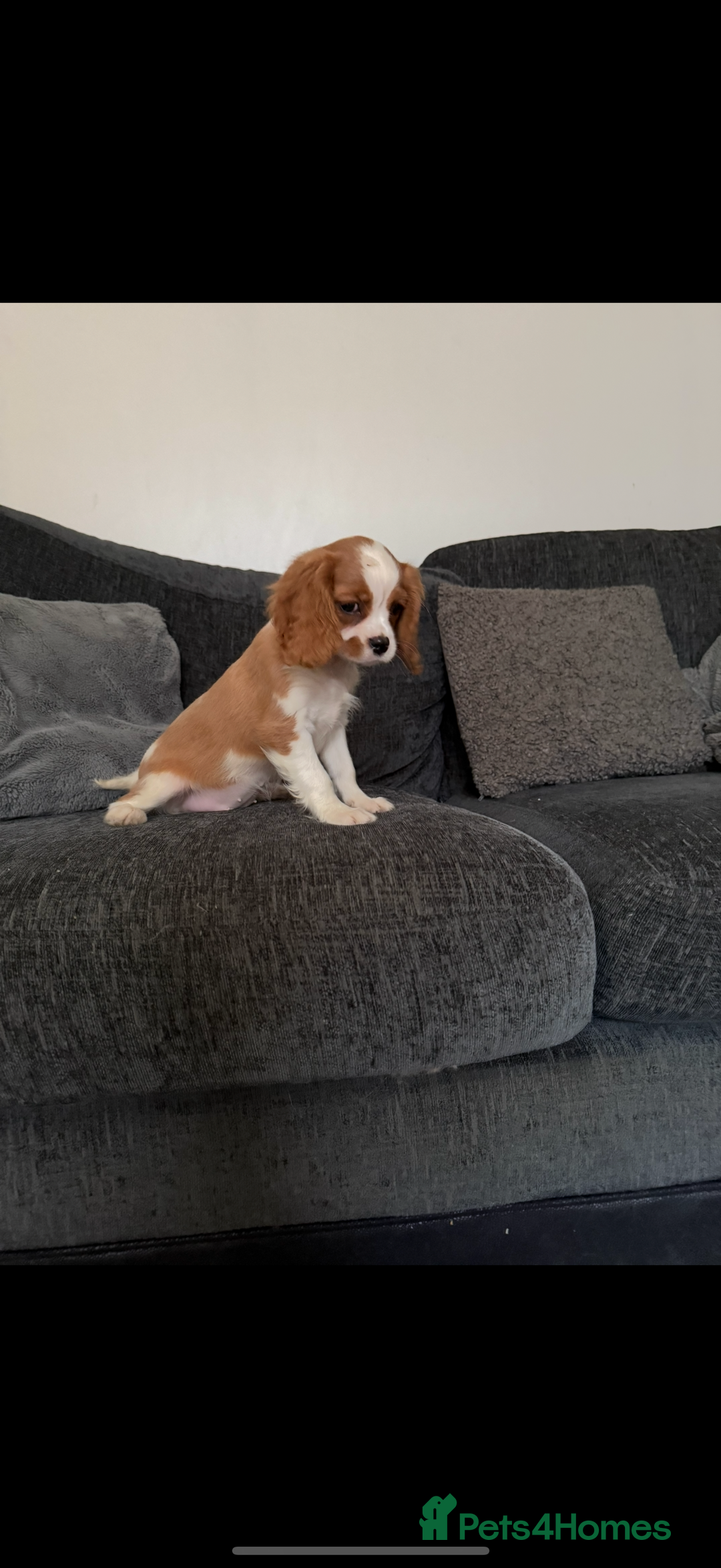 Cavalier King Charles Spaniel dogs for sale: Kennel club reg dna cavalier pups fully vaccine  - Image 10