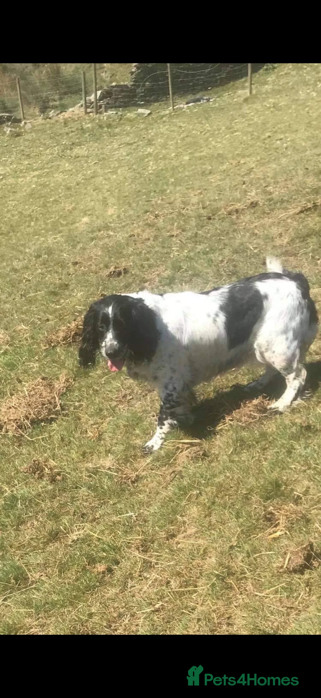 Sprocker dogs for sale: Stunning Sprocker girls  - Advert 12