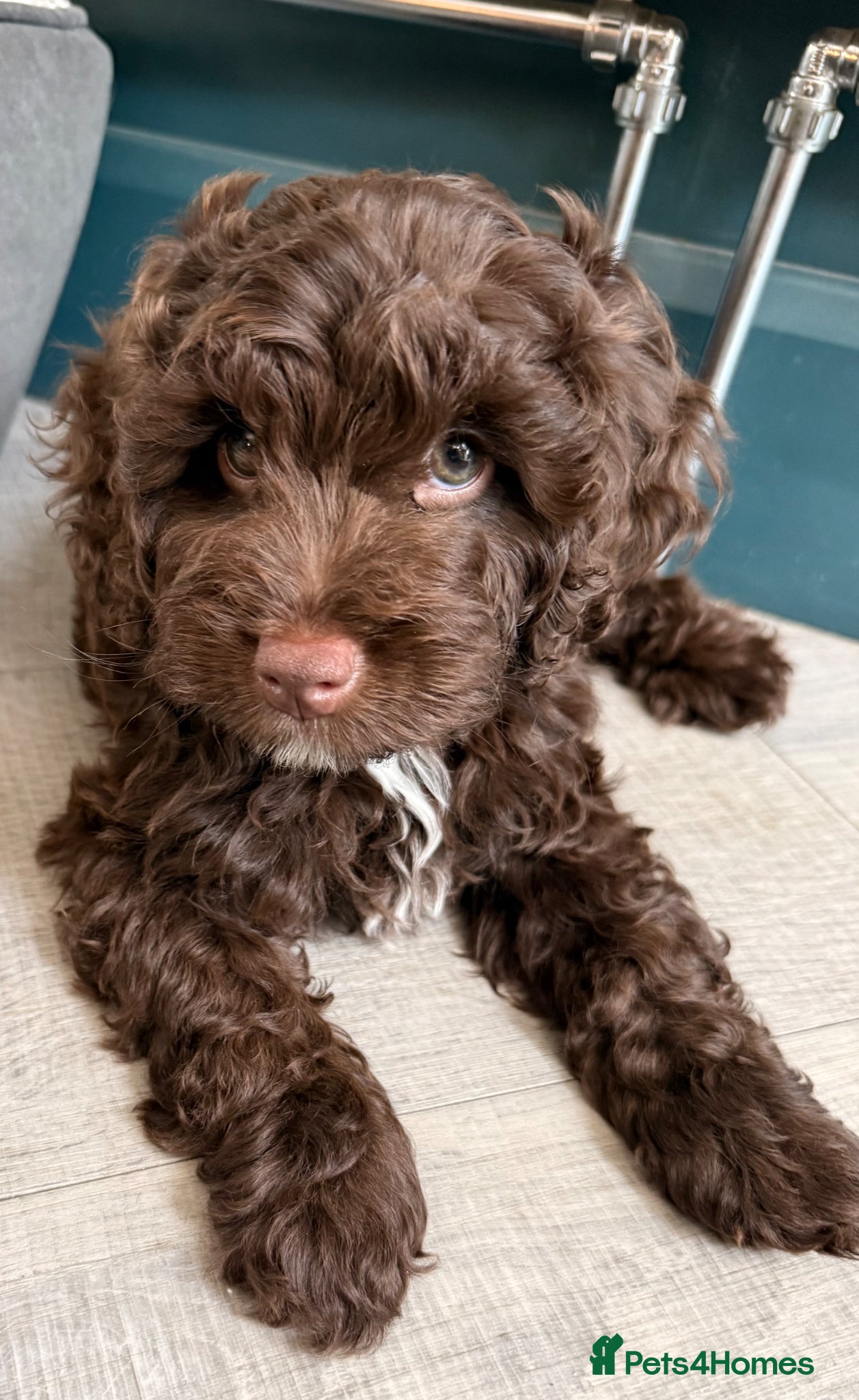 Mixed Breed dogs for sale:  Ready to go Cavapoo/Cockapoo pups £1550 OVNO  - Advert 12