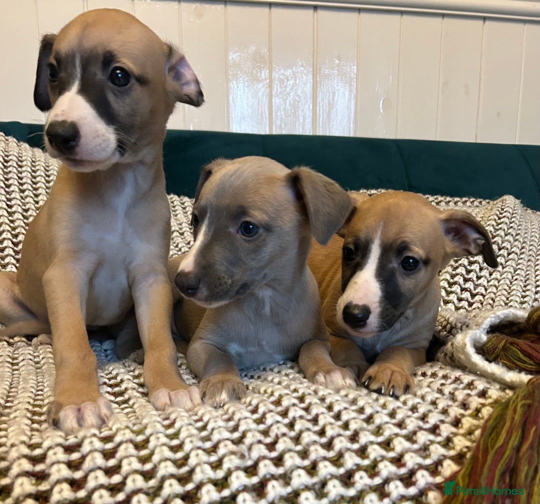 Whippet dogs for sale: Two male and one female Beautiful pure bred pups  - Advert 1