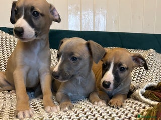 Whippet dogs Two male and one female Beautiful pure bred pups - Advert 3