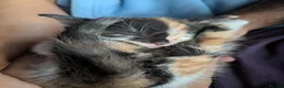 Mixed Breed cats for sale: Kittens  in Bristol - Advert 16