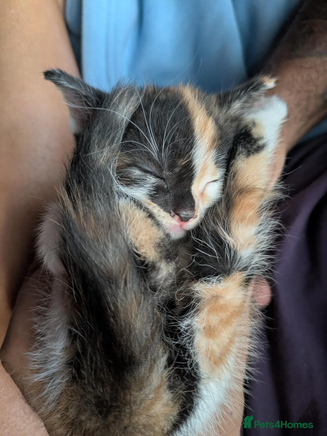 Mixed Breed cats for sale: Kittens  in Bristol - Advert 16