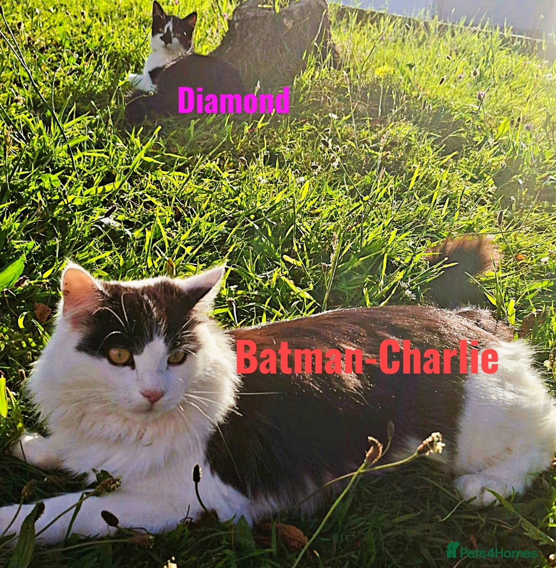 Mixed Breed cats for sale: Free to a Loving Home 2 Cats& 1 Kitten-Swansea - Advert 6