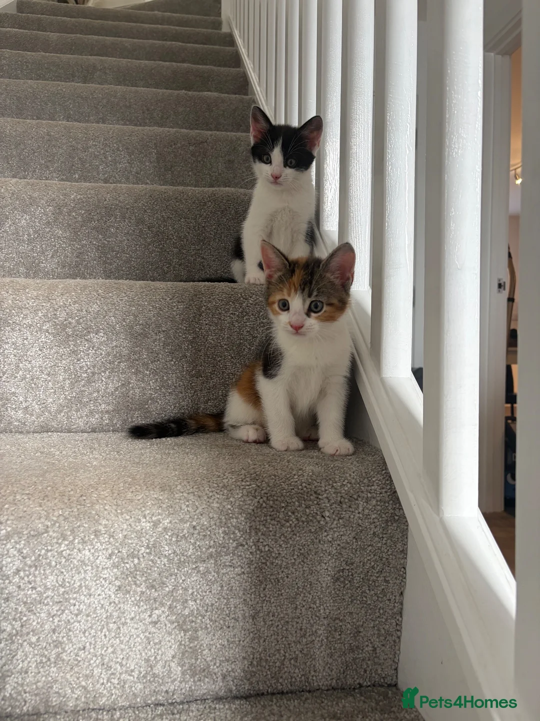 Mixed Breed cats for sale: 2 Kittens for sale  in Exeter - Advert 2