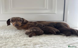 Miniature Dachshund dogs for sale: Miniature dachshund - Image 2