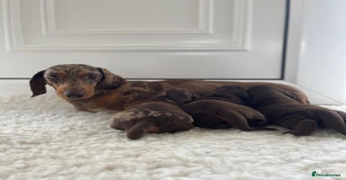 Miniature Dachshund dogs - Advert 11
