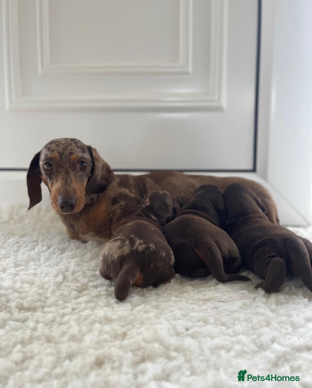 Miniature Dachshund dogs for sale: Miniature dachshund - Image 2