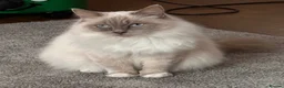Ragdoll cats for sale: Beautiful 4yr old Blue Sealpoint Ragdoll - Advert 2