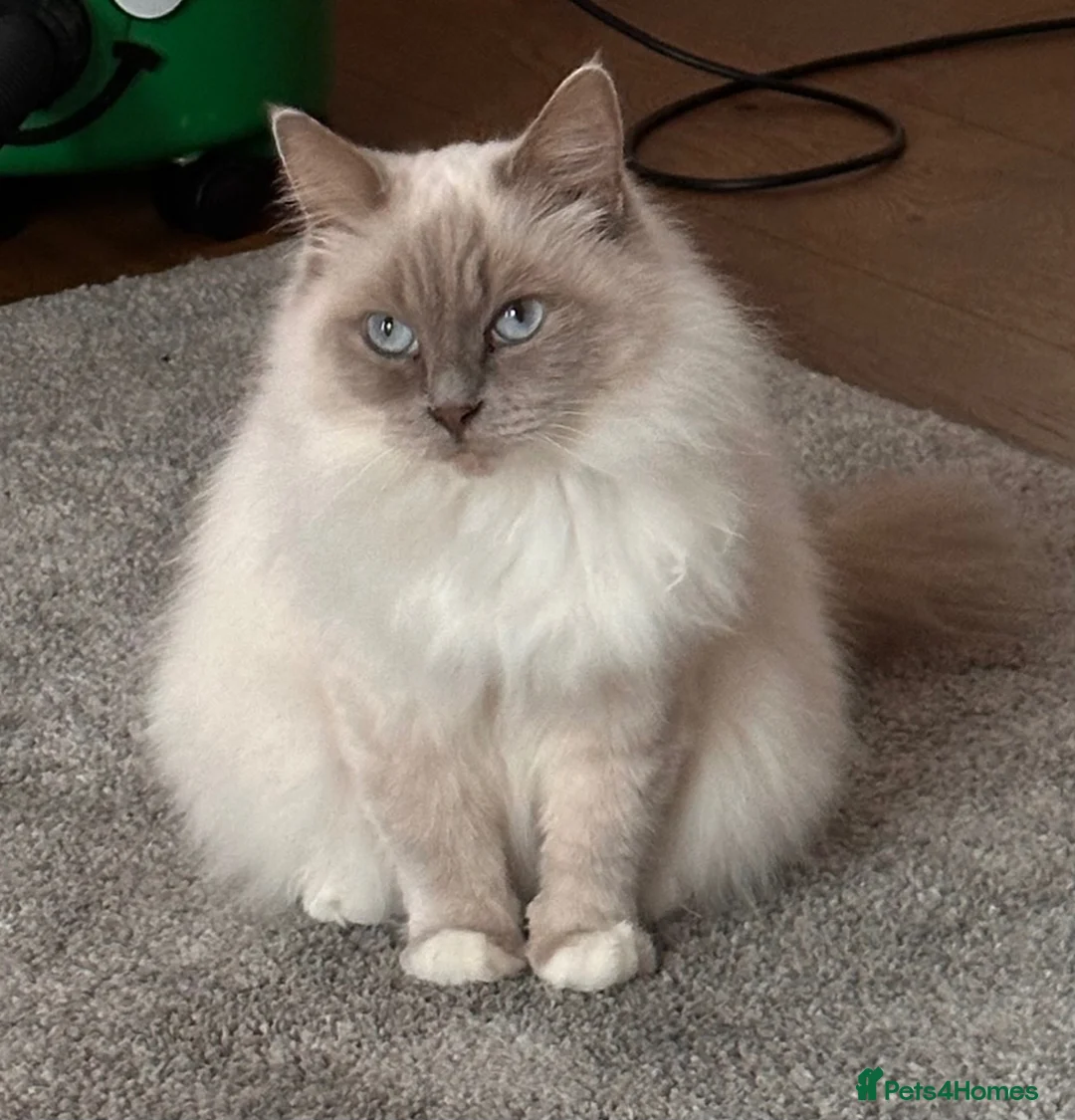 Ragdoll cats for sale: Beautiful 4yr old Blue Sealpoint Ragdoll - Advert 2