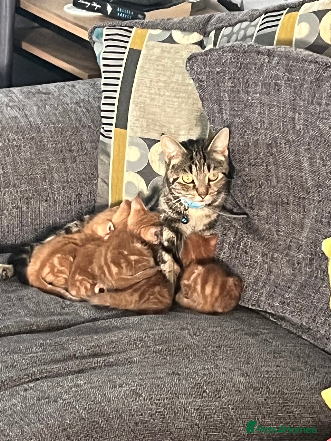 Mixed Breed cats for sale: Mixed breed Boys - Image 12