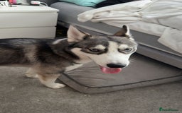 Siberian Husky dogs for sale: 9 month Husky Male - Image 1