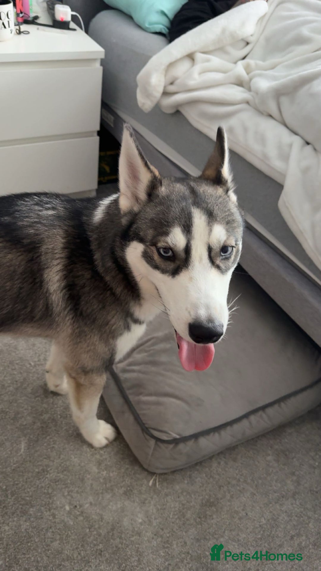 Siberian Husky dogs for sale: 9 month Husky Male - Image 1