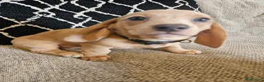 Miniature Dachshund Puppy 3
