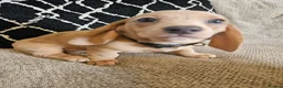 Miniature Dachshund dogs for sale: Miniature dachshund  - Advert 3
