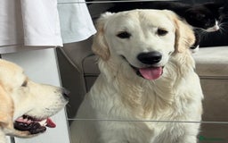 Golden Retriever dogs for sale: Golden retriever puppy  - Image 2