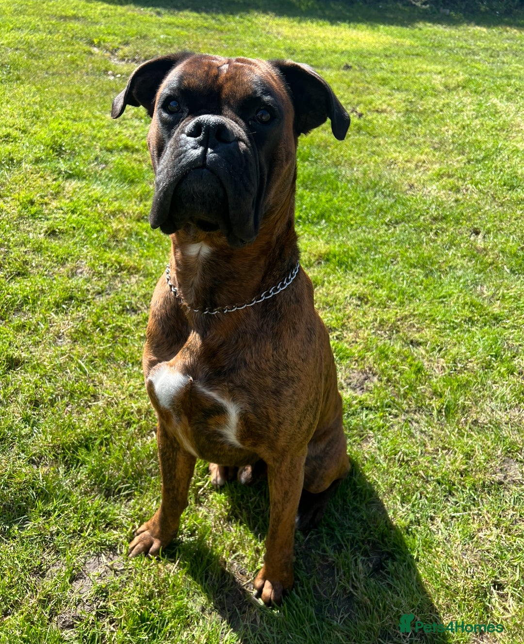 Boxer dogs for sale: 6 Beautiful Boxer Puppies - Image 14