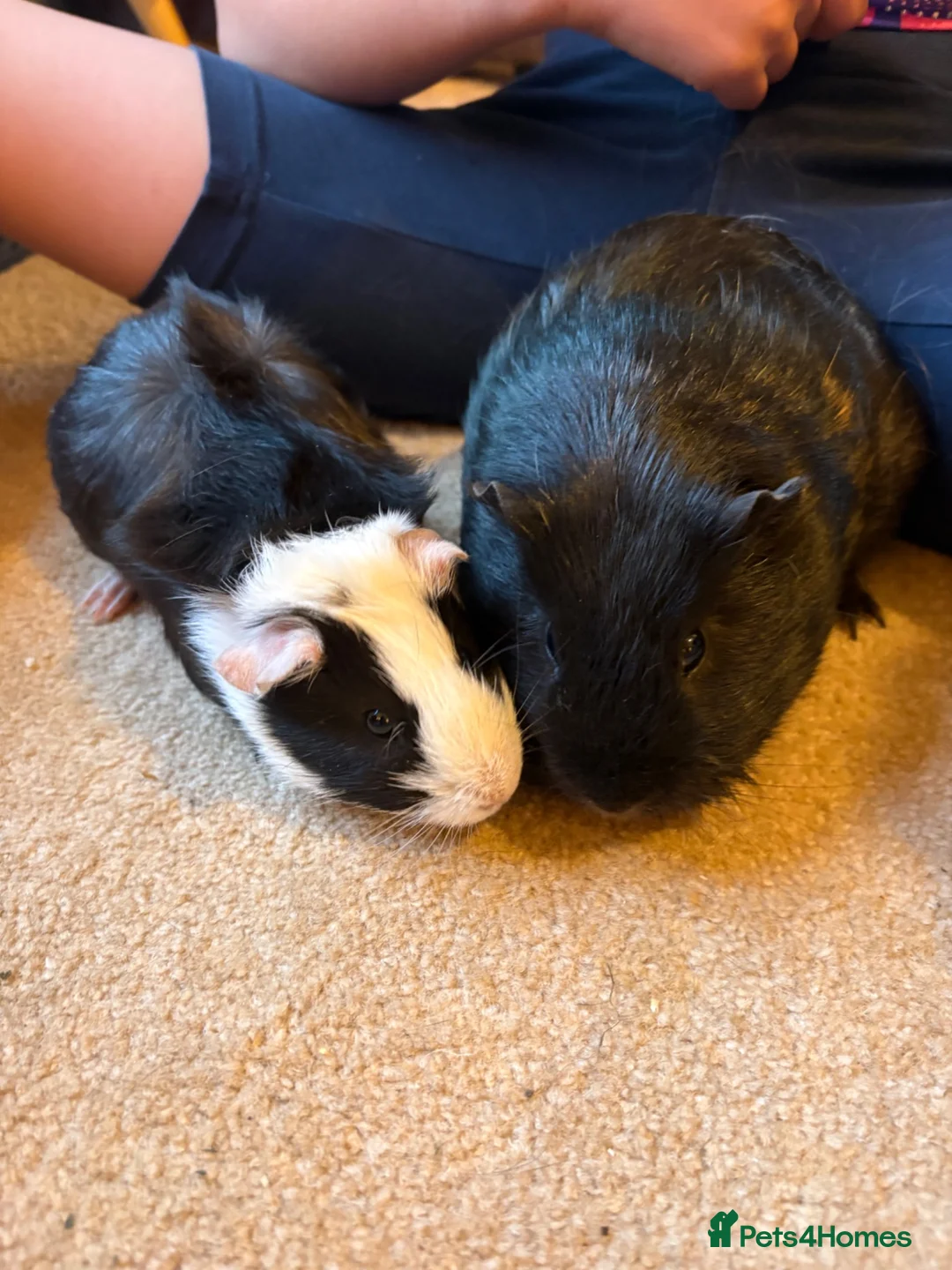 Guinea Pig rodents for sale: Boy & dad guinea pigs - Advert 3