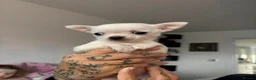 Chihuahua dogs for sale: AppleHead Chihuahua  - Advert 2