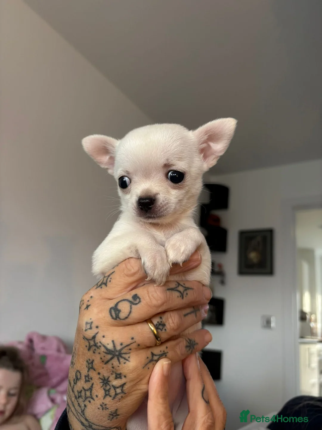 Chihuahua dogs for sale: AppleHead Chihuahua  - Advert 2