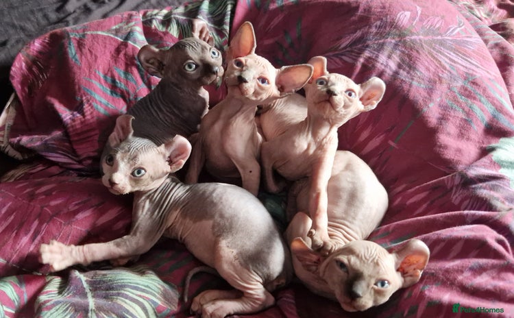 Sphynx cats - Advert 2